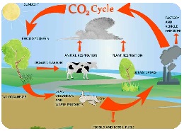 Infografía del ciclo del carbono