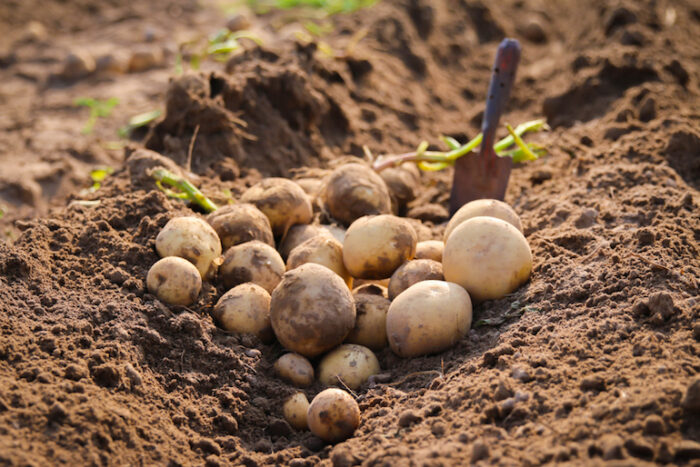 primeras patatas de siembra temprana