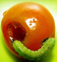 Cultivo de tomates - Caterpillar comiendo tomate