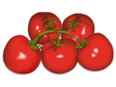 Cultivo de tomate - manojo pequeño