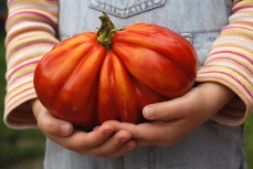 Actividades de jardinería para niños: cultivar un tomate enorme