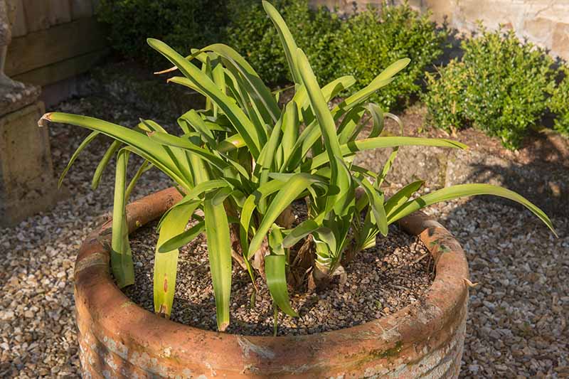 Primer plano de una planta joven de agapanto que crece en una maceta de terracota, colocada sobre una superficie de grava con arbustos suaves al fondo, que se muestra bajo un sol brillante y filtrado.