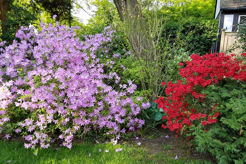 Primer plano horizontal de rododendros de flores rojas y púrpuras que crecen en el borde de hoja perenne en frente de la casa.