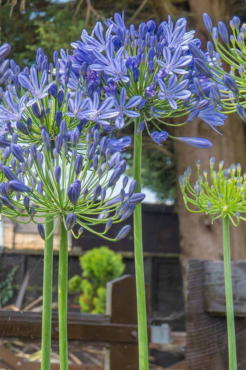 Un cierre vertical de una flor de agapanthus azul claro en plena floración fuera de la casa de madera con un fondo suave.