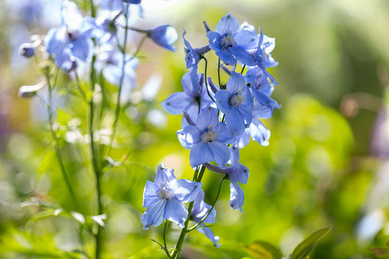 Primer plano de flores de color azul claro filmada en la luz del sol brillante sobre un fondo borroso.