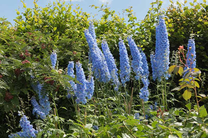 Delphinium azul claro florece en el jardín de verano con setos, cielo azul y hojas en el fondo.