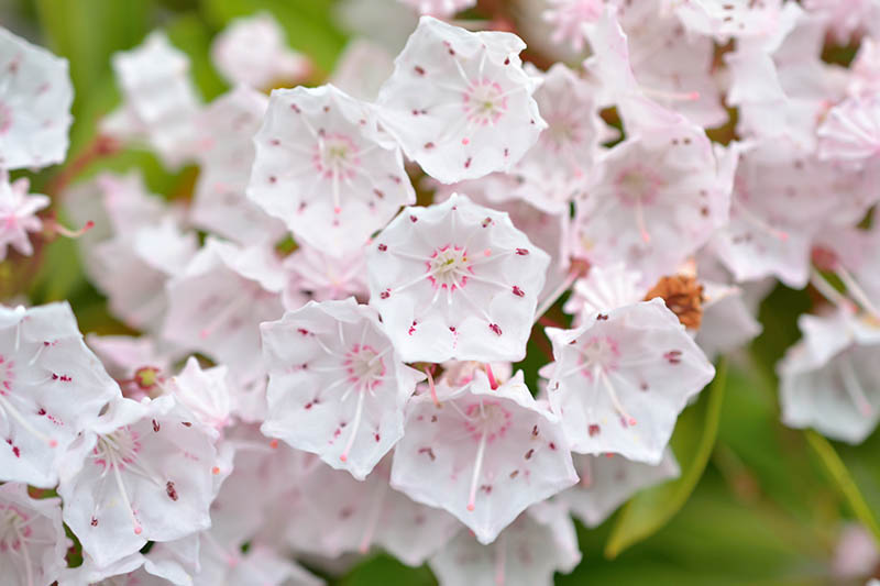 Primer plano horizontal de pequeñas flores blancas y rosadas de Kalmia latifolia que crecen en el jardín.