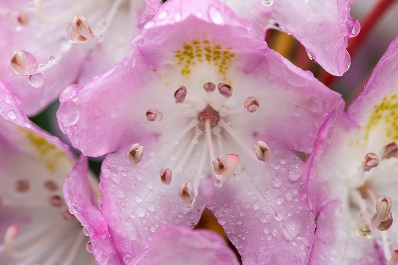 Primer plano horizontal de una flor rosa Kalmia latifolia con gotas de agua sobre los pétalos.