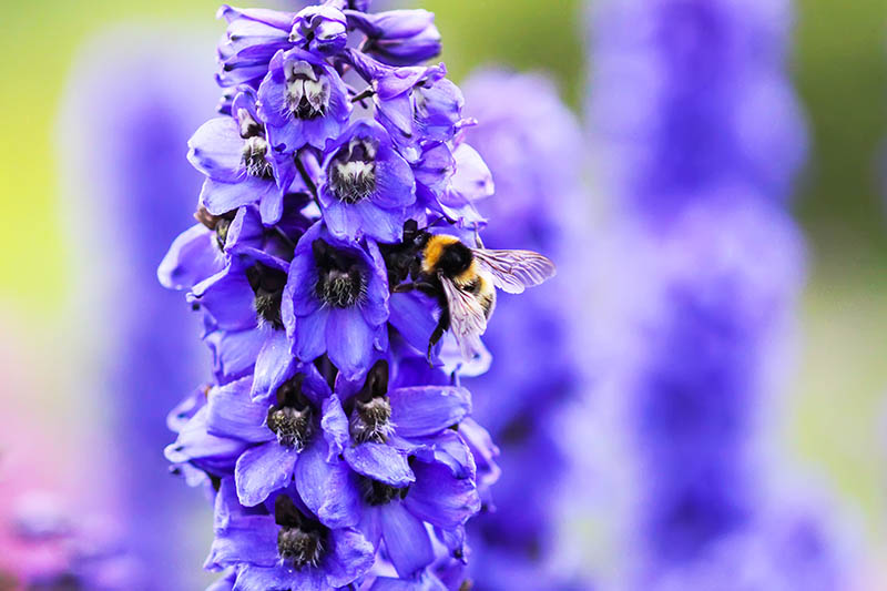 Un primer plano de una flor de alimentación de abejas de color púrpura claro prestados al sol sobre un fondo borroso.