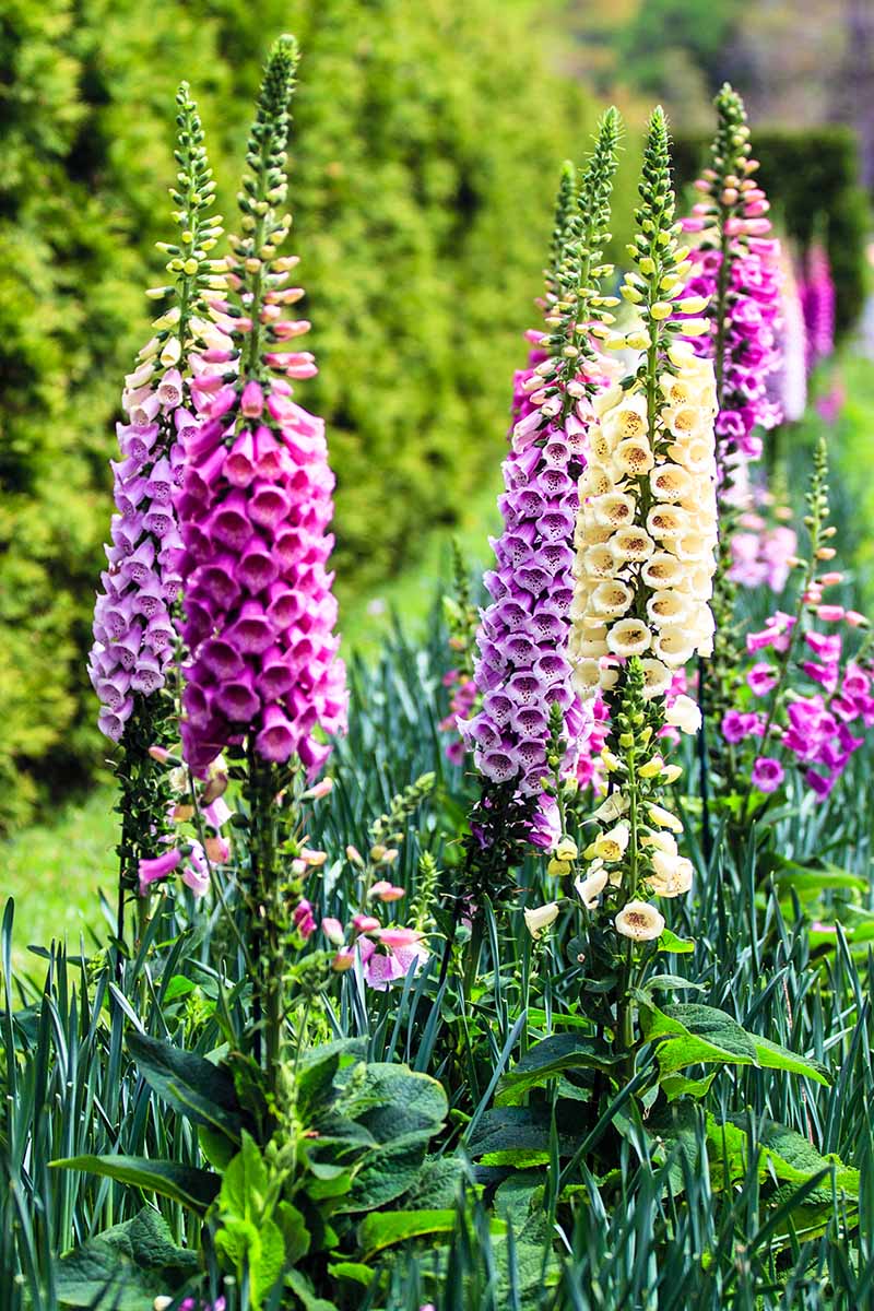 Imágenes verticales de varios tonos de dedalera púrpuras, rosas y blancas que crecen en los bordes del jardín se muestran a la luz del sol sobre un fondo desenfocado.