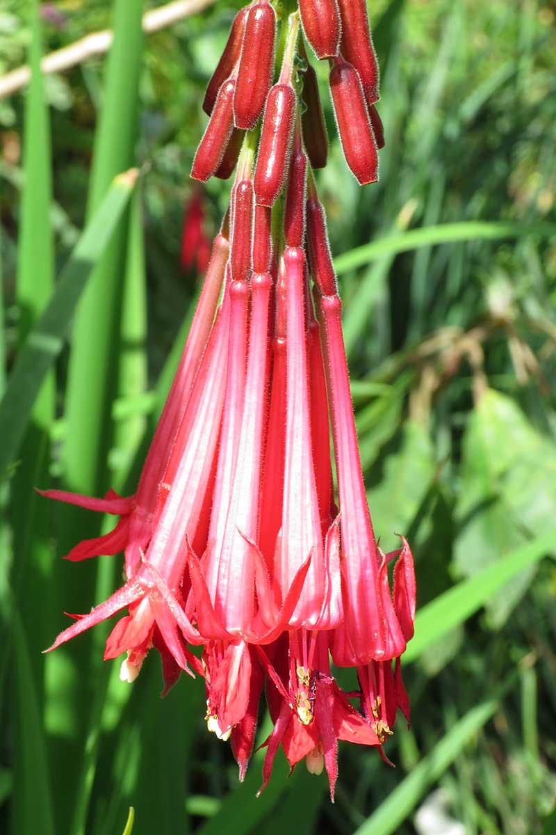 Primer plano vertical de una flor roja brillante que crece en un jardín con una corona fucsia hacia abajo, que se muestra en el sol, con hojas borrosas en el fondo.
