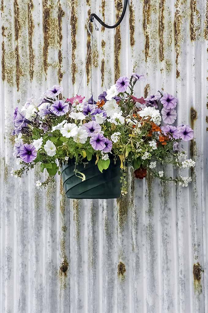 Las petunias son una buena adición a los contenedores de verano y cestas colgantes.  Compartimos el secreto del éxito en el jardín: https://gardenerspath.com/plants/flowers/grow-petunias/