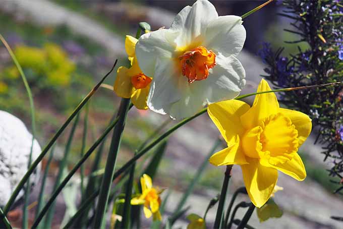Los narcisos de color blanco anaranjado y los narcisos amarillos de varios tamaños que crecen al aire libre bajo el sol tienen tallos largos y delgados y hojas verdes.