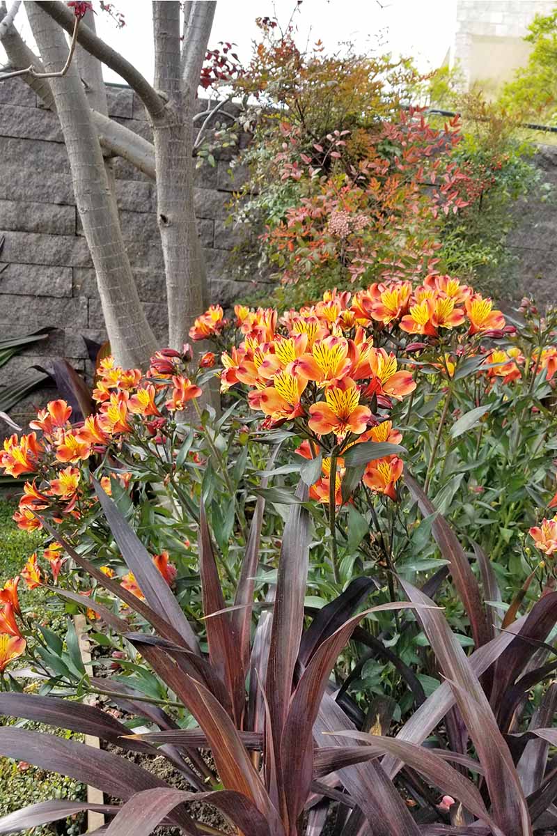 Las flores anaranjadas y amarillas de Alstroemeria crecen en la parte inferior del macizo de flores, junto con hierbas ornamentales de color rojo pardusco y otras plantas.