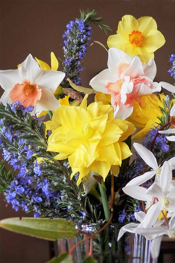 Arreglo primaveral de narcisos amarillos, coralinos y blancos, jacintos violetas y sus especies sobre un fondo marrón.