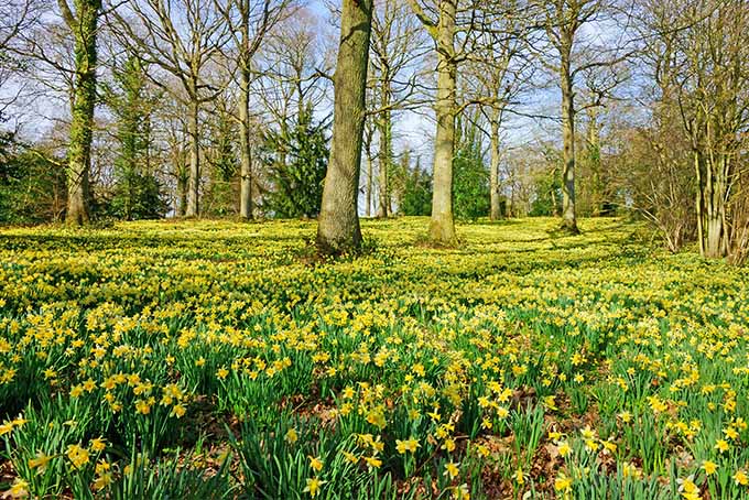 Un campo de narcisos amarillos en plena floración, con tallos y hojas brillantes que crecen entre varios árboles desnudos en la primavera y varios árboles de hoja perenne en la distancia.