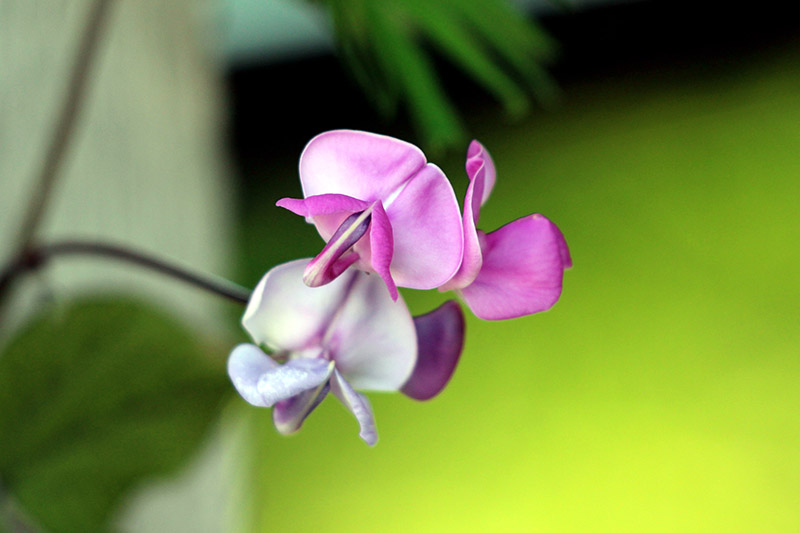 Ciérrese para arriba en la flor violeta clara de la vid de Lablab Purpureus en fondo verde con el foco suave.