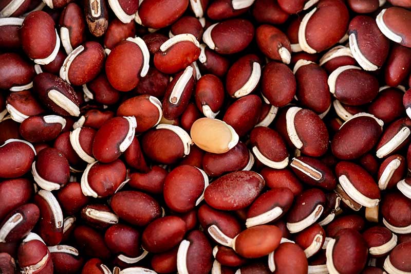 Primer plano de las semillas de Lablab Purpureus extraídas de las vainas.  Los frijoles son de color marrón rojizo con grandes rayas blancas.