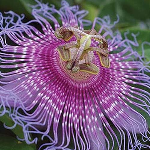 Cerca de Passiflora incarnata 'Maypops' pétalos y filamentos de color púrpura en flor contra un fondo borroso.