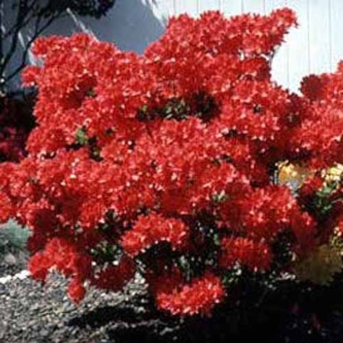 Imagen cuadrada de primer plano de rododendro morris rojo que crece en un macizo de flores frente a una casa blanca.
