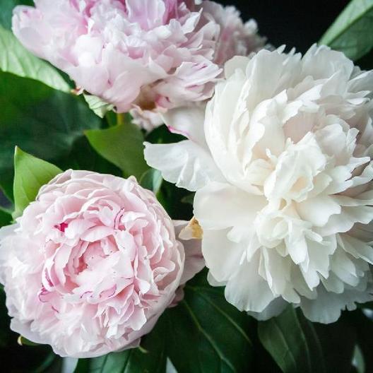 Una imagen cuadrada de flores de peonía rosa claro y blanco. 