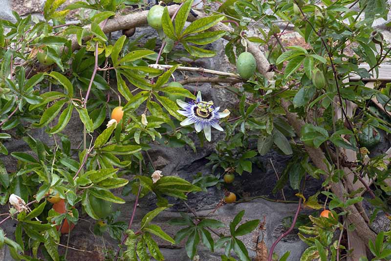 Una enredadera de flor de la pasión que crece en el borde de una casa de piedra con una flor y fruta colgante.