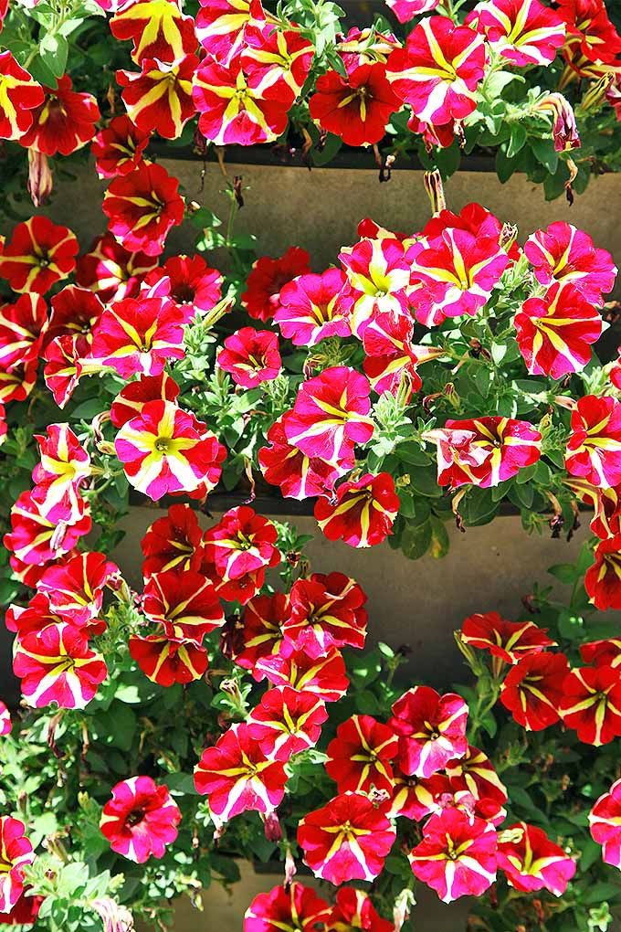 Use petunias para darle a su jardín de otoño un color anual;  compartimos el secreto del crecimiento exitoso: https://gardenerspath.com/plants/flowers/grow-petunias/