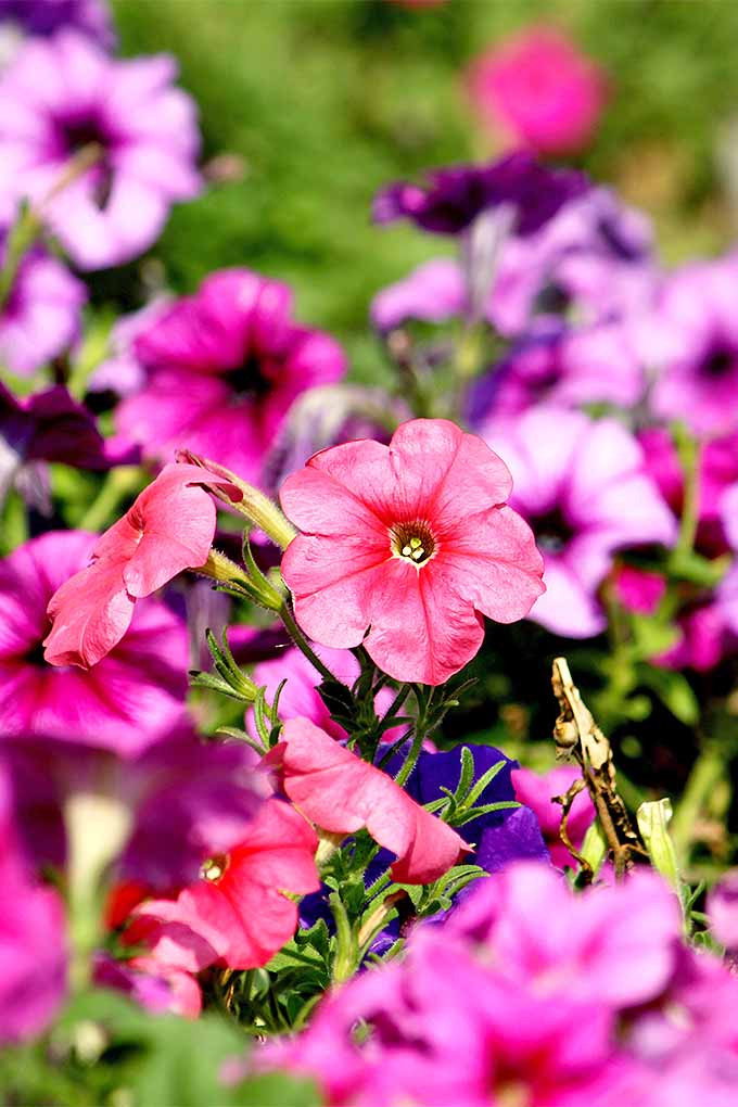 Celebre el verano con petunias de colores: https://gardenerspath.com/plants/flowers/grow-petunias/