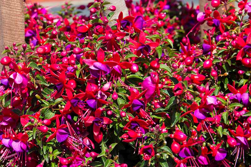 Primer plano horizontal de un gran grupo de flores rojas y púrpuras que crecen en arbustos en el jardín, tomadas a la luz del sol, con casas borrosas en el fondo.