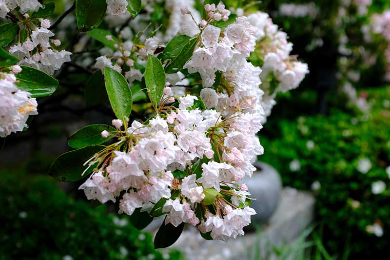 Primer plano horizontal de flores de color rosa y blanco Kalmia latifolia prestados a la luz del sol sobre un fondo verde suave.