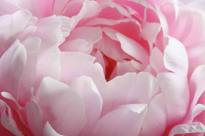 Tiro de macro de una peonía rosa de doble floración.