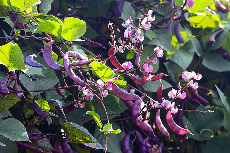 Cerca de una gran vid Lablab Purpureus con flores de color púrpura claro y vainas de color púrpura oscuro que crecen en el jardín a pleno sol.