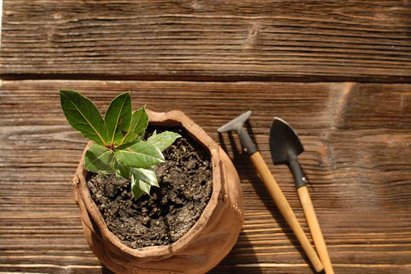 Imagen horizontal de una pequeña planta tallada en una vasija de cerámica, colocada sobre una superficie de madera, con herramientas a la derecha del marco.