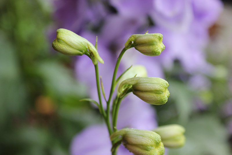 Primer plano de un capullo de flor de delphinium sin abrir presentado sobre un fondo borroso.