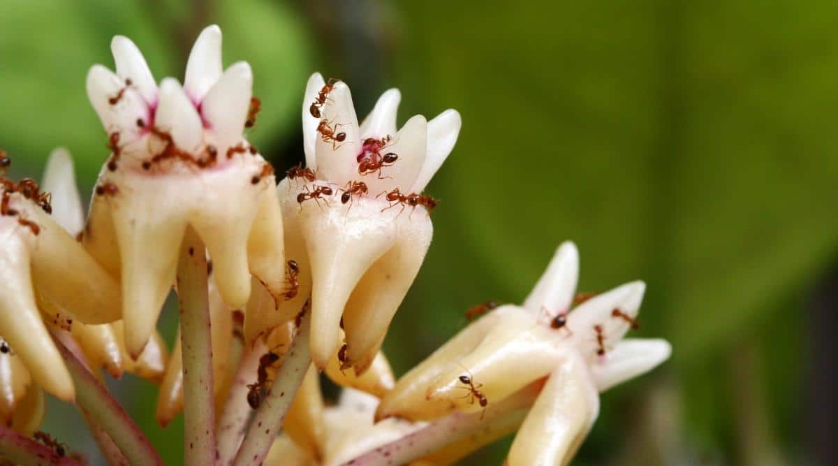 Hormigas arrastrándose sobre flor de porcelana