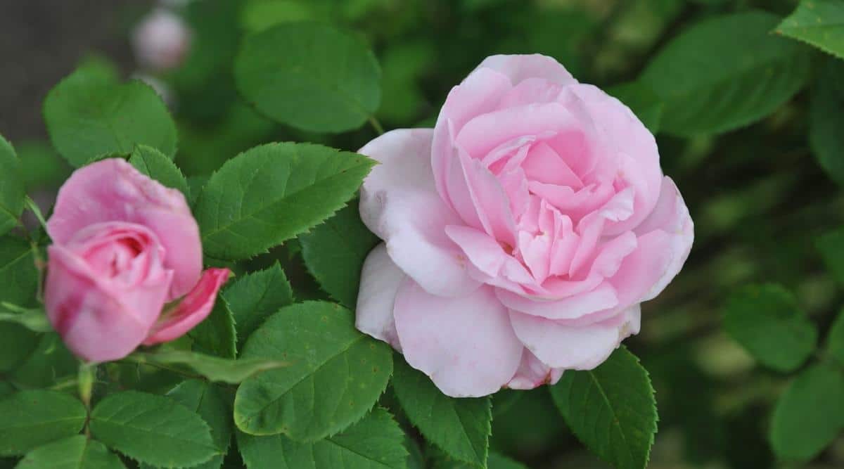 Rosa de jardín baronesa