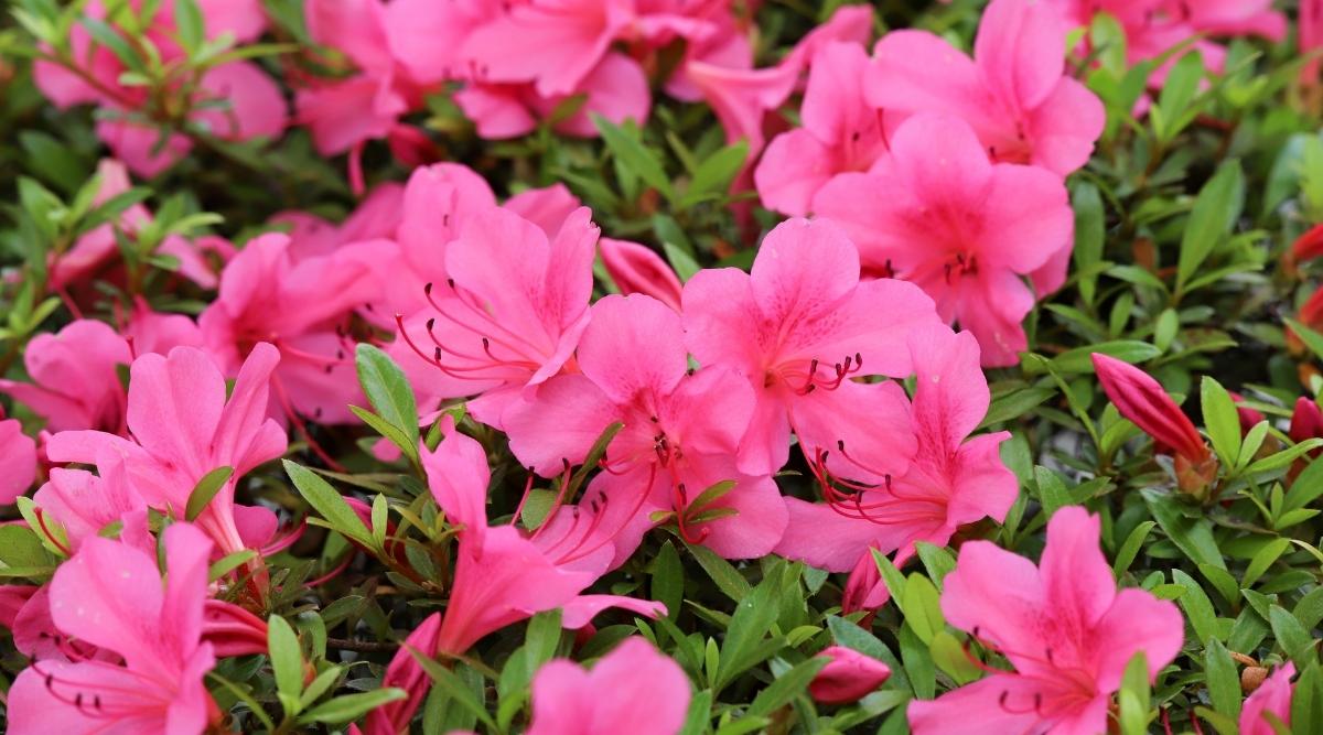 Flores de azalea rosa brillante