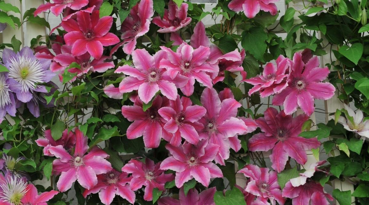 Carnaby Early Clematis de flores grandes