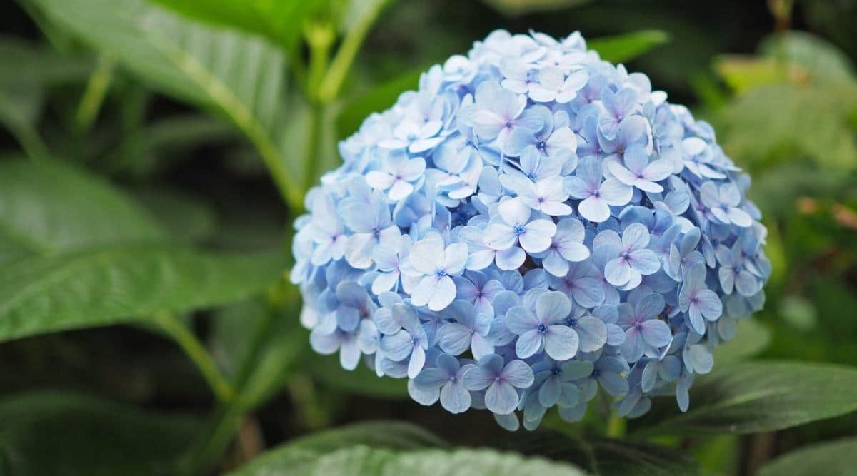 Cerca de flores azules de Nikko