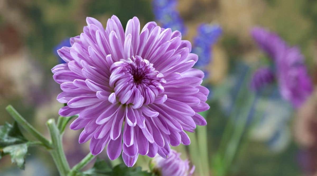 Dalia con flor violeta