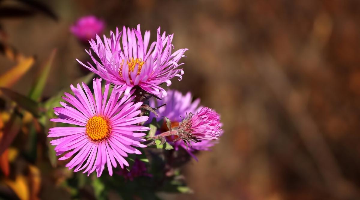 Beca New York Asters