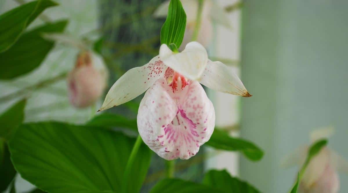 Orquídea zapatilla de dama de Formosa