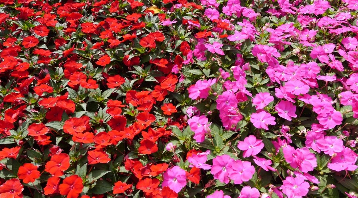 Jardín de Flores Rojas y Rosadas