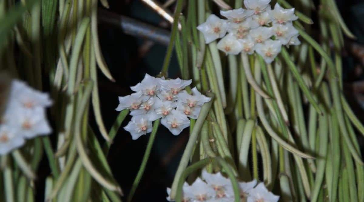 Planta Hoya Linearis Con Flores Blancas