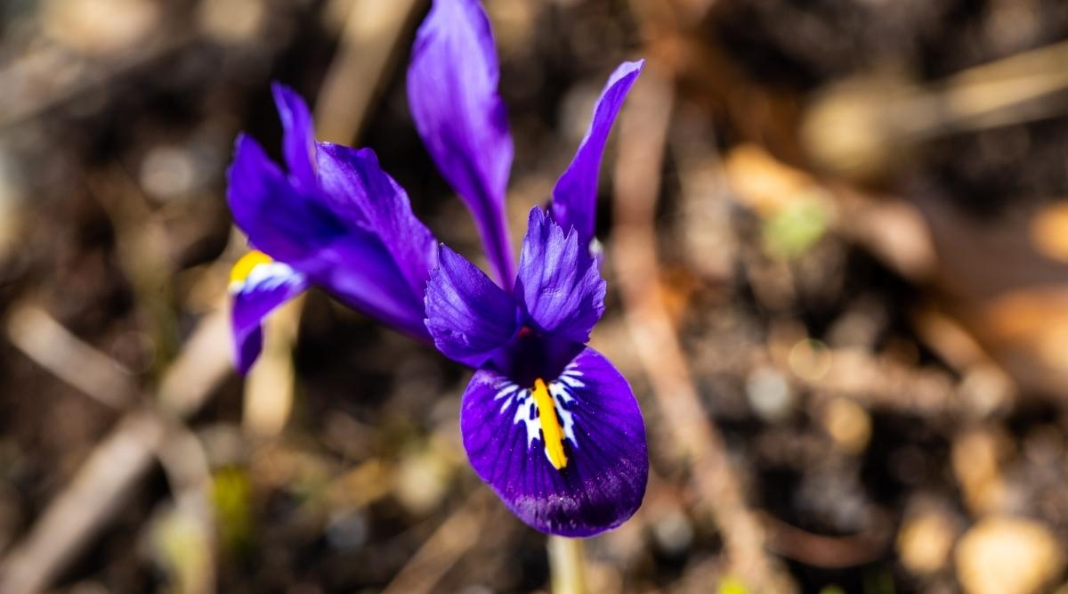 Iris reticulada