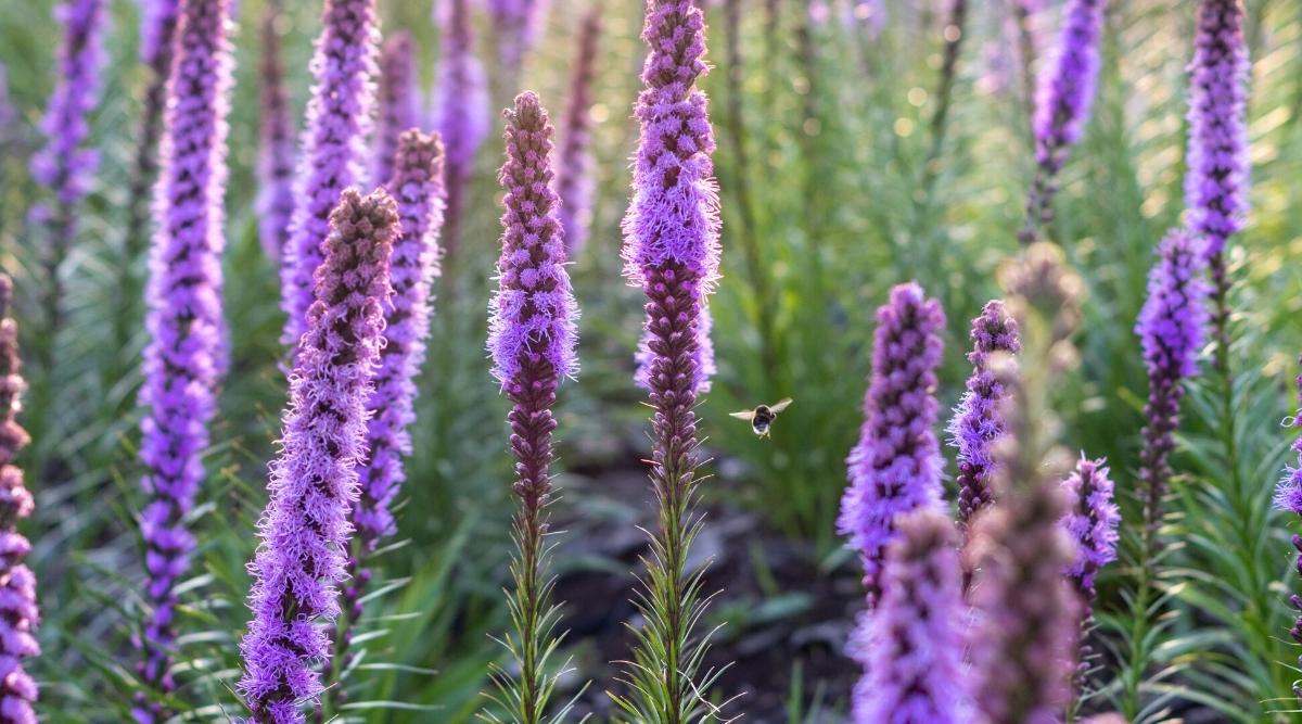 21 Flores Para Crecer En El Calor De Arizona