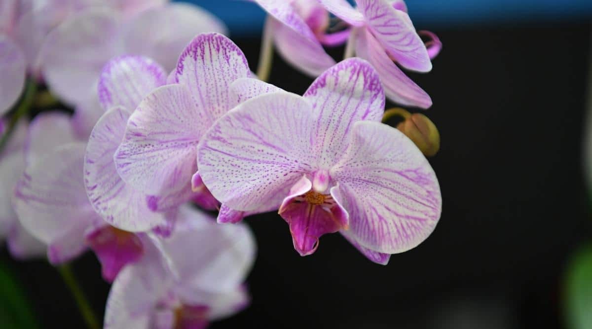 orquídea polilla