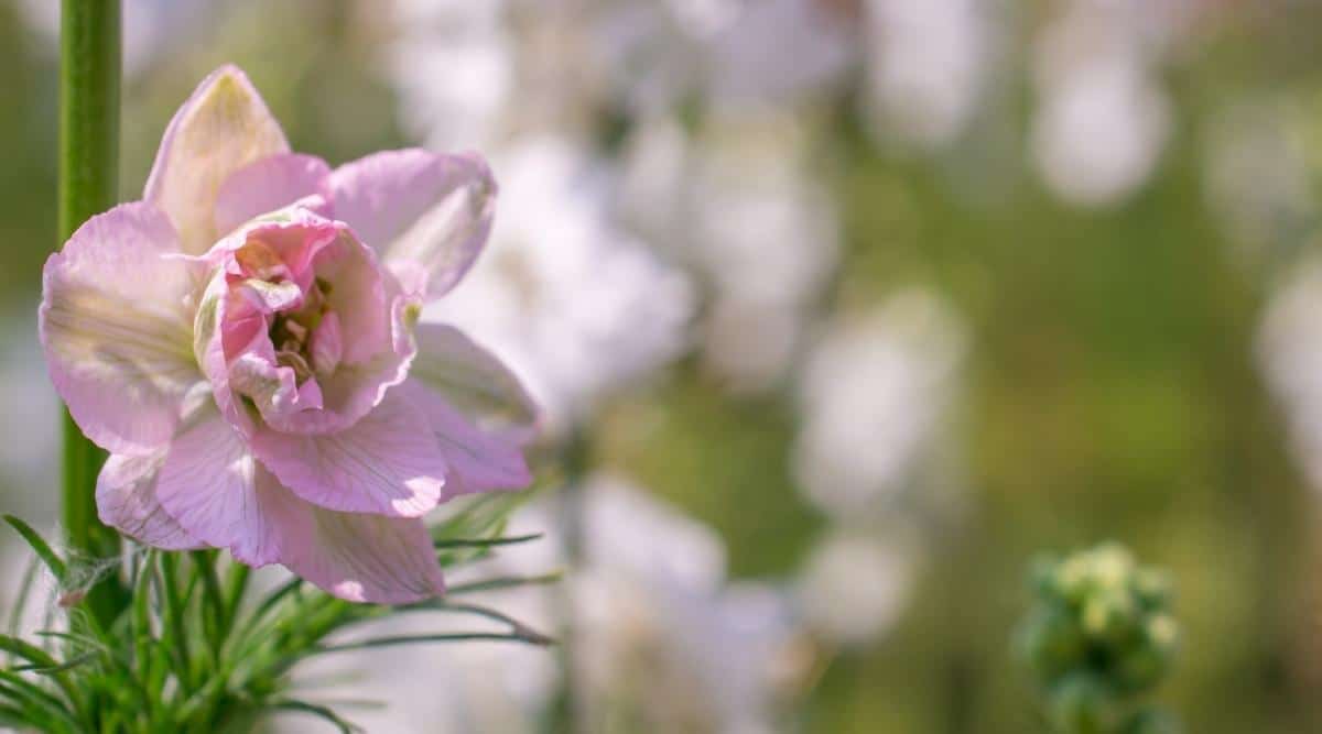 Delphinium chino mariposa rosa