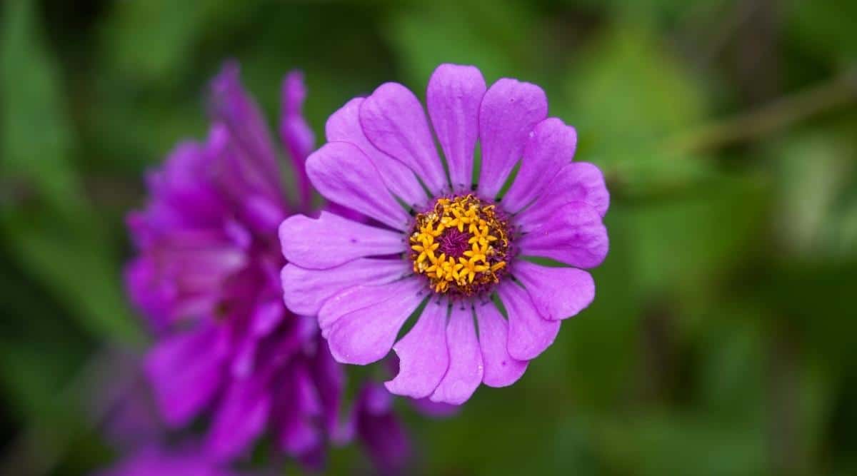 Flor de zinnia de color violeta