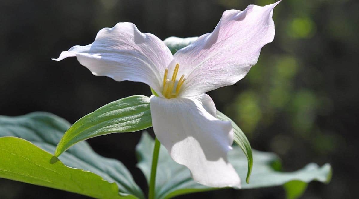 Gran Flor Trillium Blanca